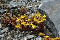 Sedum tarokoense