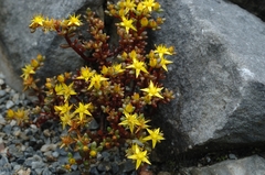 Sedum tarokoense