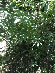 Toxicodendron striatum