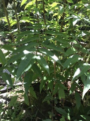 Toxicodendron striatum