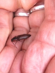 Acteniceromorphus volitans