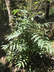 Toxicodendron striatum