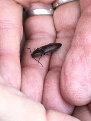 Acteniceromorphus volitans