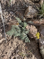 Lomatium foeniculaceum