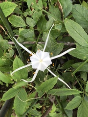 Hymenocallis duvalensis