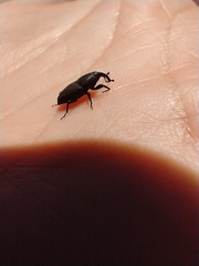 Sphenophorus venatus vestitus