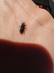 Sphenophorus venatus vestitus