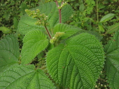 Laportea aestuans