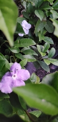 Brunfelsia australis