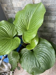 Proiphys amboinensis