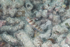 Amblyeleotris periophthalmus