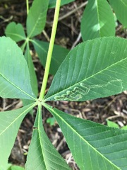Phytomyza aesculi