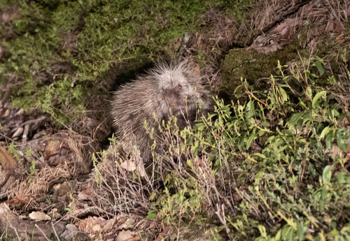 North American Porcupine