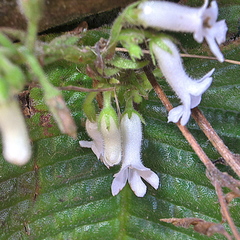 Streptocarpus pusillus