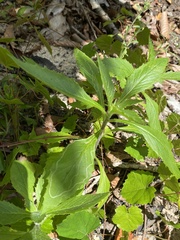 Erechtites hieraciifolius hieraciifolius