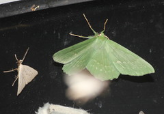 Geometra papilionaria