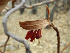 Comarostaphylis glaucescens