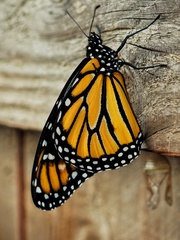 Danaus plexippus