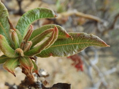 Comarostaphylis glaucescens