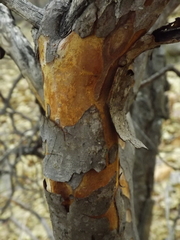 Comarostaphylis glaucescens