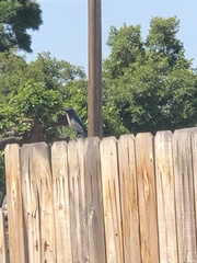 Aphelocoma californica