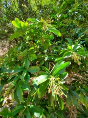 Ardisia revoluta