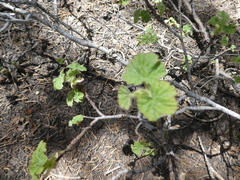 Ribes viscosissimum