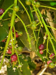 Ardisia revoluta
