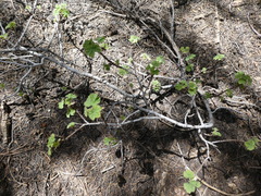 Ribes viscosissimum