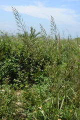 Spodiopogon cotulifer