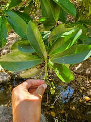 Ardisia revoluta