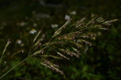 Spodiopogon cotulifer