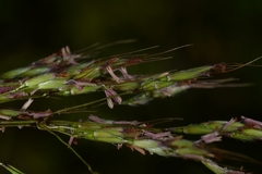 Spodiopogon cotulifer