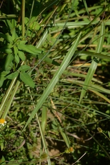 Spodiopogon cotulifer