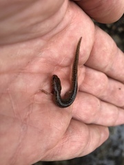 Eurycea troglodytes