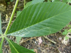 Phytomyza aesculi