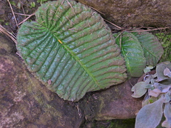 Streptocarpus pusillus