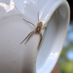 Philodromus dispar