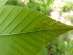Phytomyza aesculi