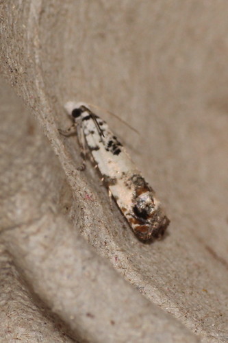 Marbled Bell