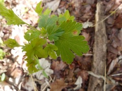 Cronartium ribicola