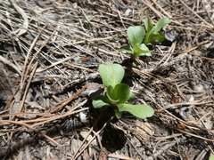 Valeriana californica