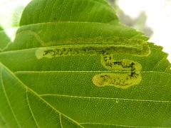 Phytomyza aesculi