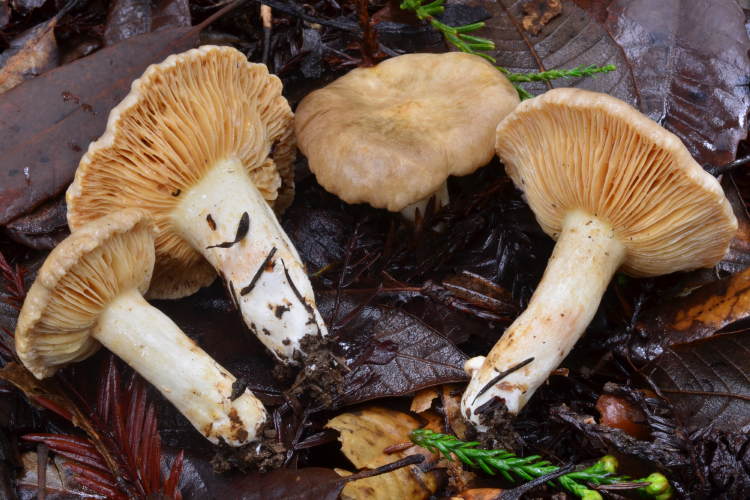Lactarius pallidiolivaceus