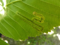 Phytomyza aesculi