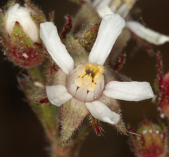 Horkelia hispidula
