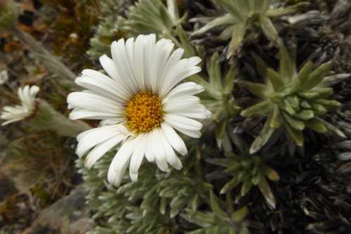 Image of Celmisia macmahonii by (c) Cara-Lisa Schloots, some rights reserved (CC BY)