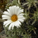 Hadfield's Rock Daisy - Photo (c) Cara-Lisa Schloots, some rights reserved (CC BY), uploaded by Cara-Lisa Schloots