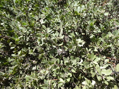 Arctostaphylos nevadensis