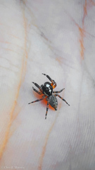 Salticidae
